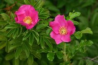 Rosa Rugosa Blumensamen zur Aussaat Garten beliebt Traditionssorte & ohne Gentechnik Samen Hausgarten