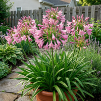 Rosa Agapanthus Samen fuer Garten