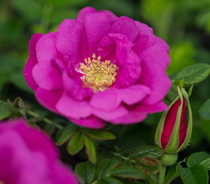 Traditionssorte Rugosa Rose Blumensamen zur Aussaat ideal Rabatten Traditionssorte & ohne Gentechnik Samen Hausgarten