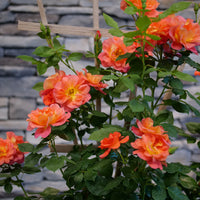 dunkel Rot Orange Rose Blumensamen zur Aussaat Traditionssorte ohne Gentechnik Samen Anzucht Blüten Bestäuber freundlich