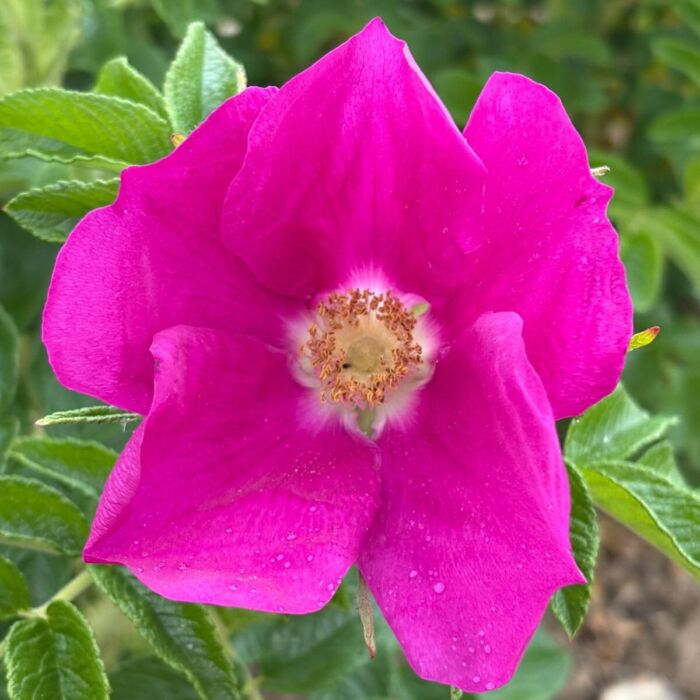 Rugosa Blumensamen zur Aussaat – kompakt Wuchs – Traditionssorte & ohne Gentechnik Samen Hausgarten