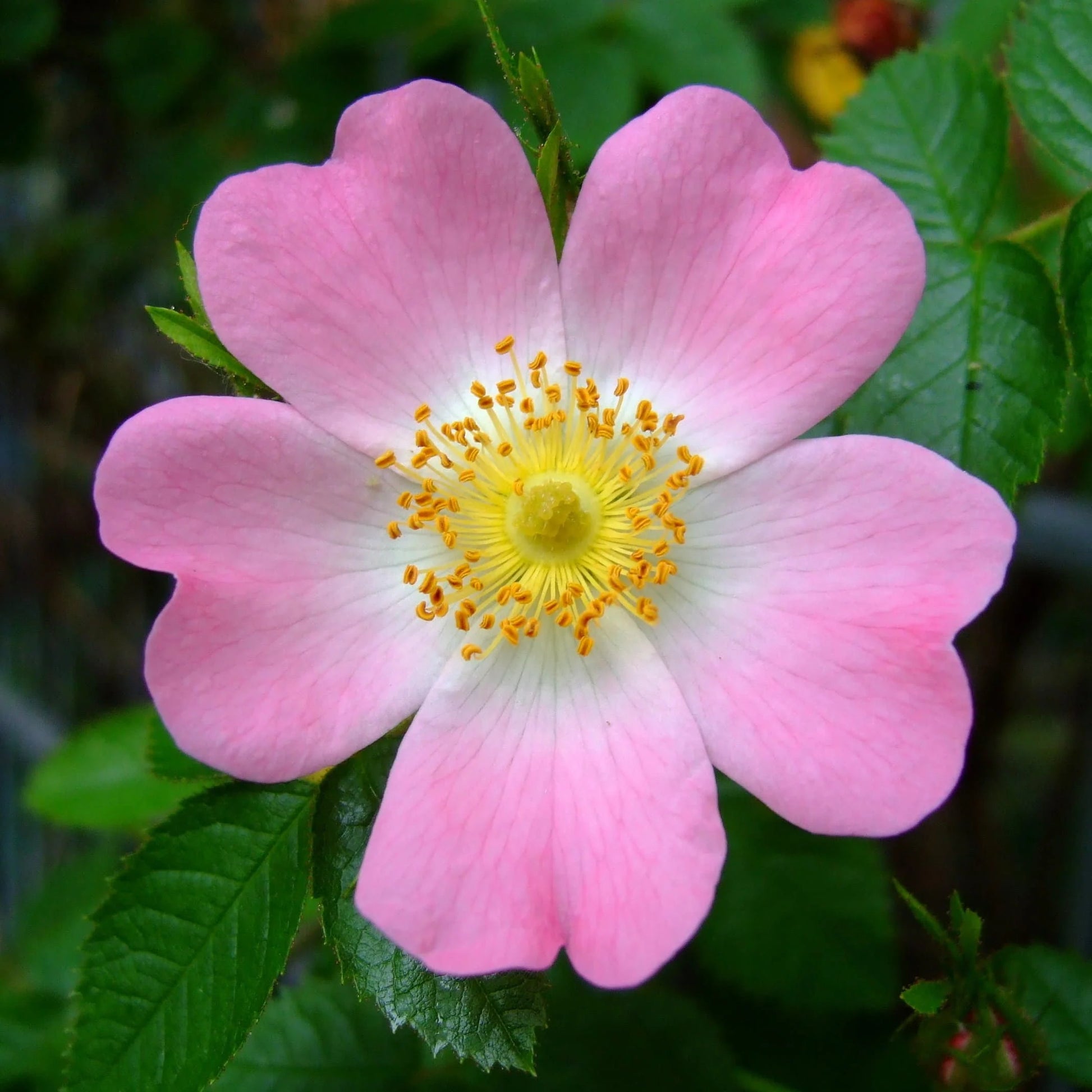 Rosa Laxa Blumensamen zur Aussaat Halbschatten verträglich Traditionssorte & ohne Gentechnik Samen Hausgarten
