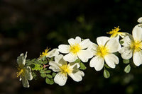 Gelb Weiß Rosa Xanthina Blumensamen zur Aussaat Traditionssorte ohne Gentechnik PollinatorFriendly biologisch Samen