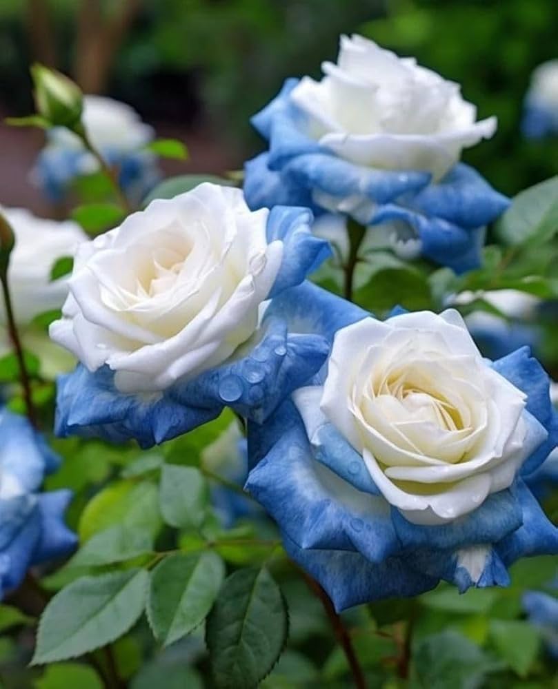 Blau cream rose flowering samen for gardens