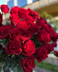 Rot Thornless Rose Blumensamen zur Aussaat Landhaus Garten wichtig Traditionssorte & ohne Gentechnik Samen Hausgarten