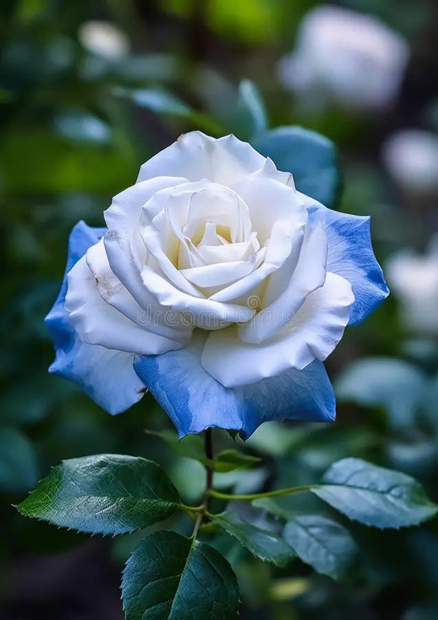 High germination blau cream rose samen