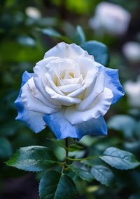 High germination blau cream rose samen