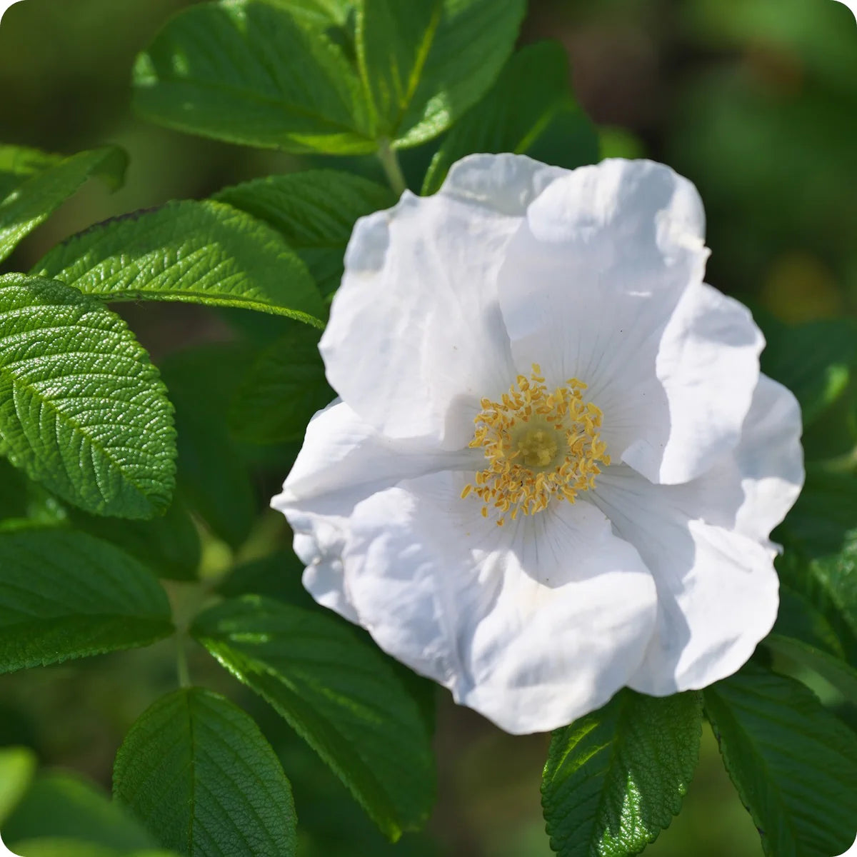 Weiß Rosa Xanthina Blumensamen zur Aussaat lang Blüte Saison Traditionssorte & ohne Gentechnik Samen Hausgarten