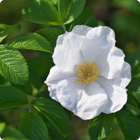 Weiß Rosa Xanthina Blumensamen zur Aussaat lang Blüte Saison Traditionssorte & ohne Gentechnik Samen Hausgarten