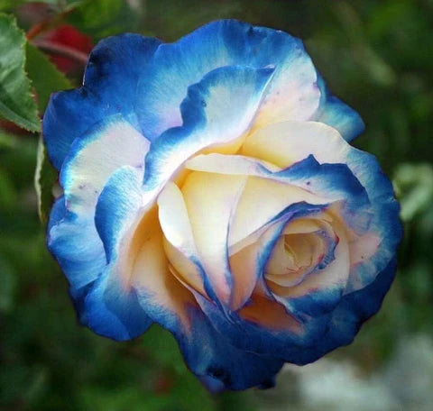Blau cream rose samen for anpflanzung