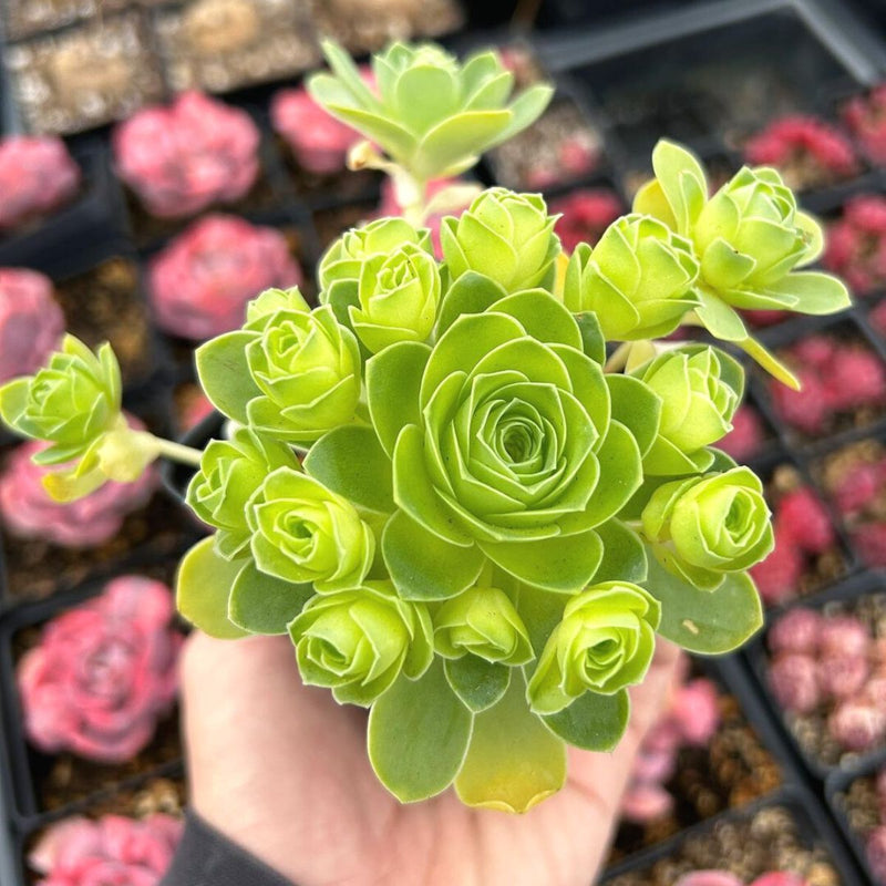 Succulent (succulent blume) samen for anpflanzung in home garten