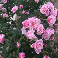 Hellrosa Rosenbaum-Blumensamen für die Aussaat im Garten. Beliebte traditionelle Sorte und gentechnikfreie Samen für den Hausgarten