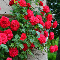 kletternd Rose Blumensamen zur Aussaat leuchtend Traditionssorte & ohne Gentechnik Samen Hausgarten