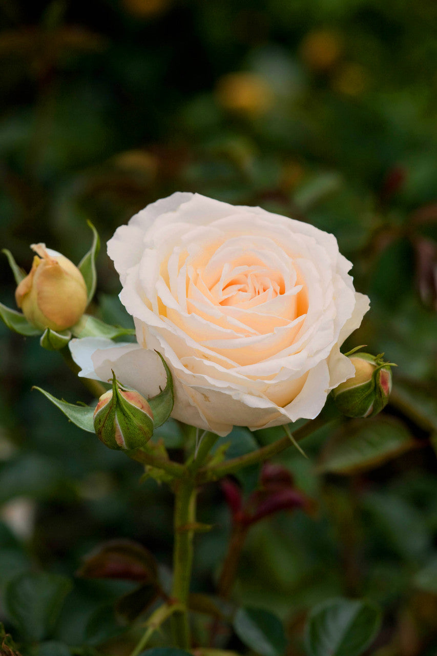 Creme Rose Blumensamen zur Aussaat – hochwertige Qualitäts- – Traditionssorte & ohne Gentechnik Samen Hausgarten