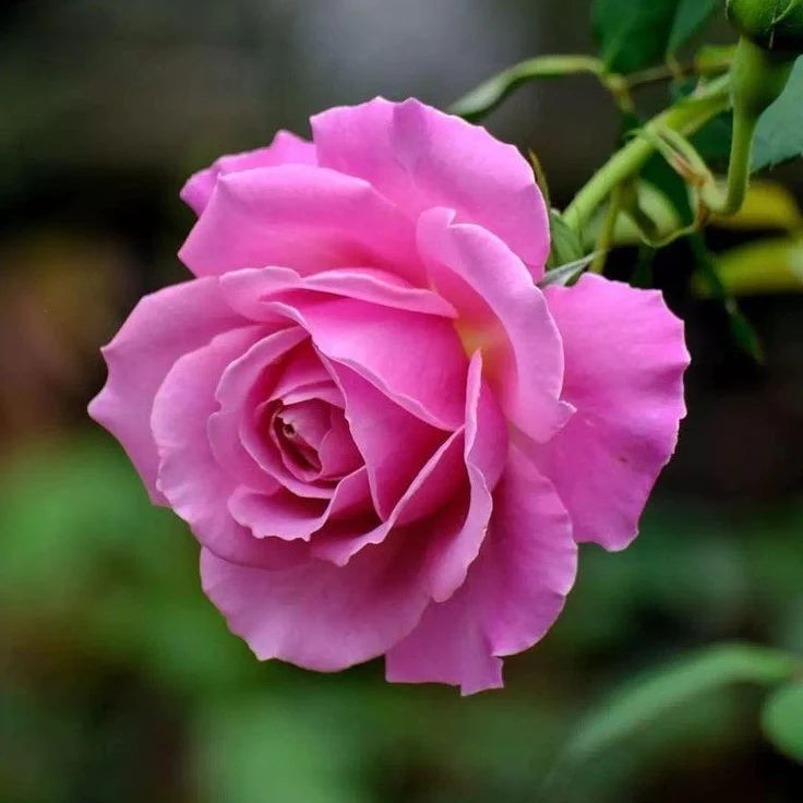 Rosa Rose Blumensamen zur Aussaat Landhaus Garten wichtig Traditionssorte & ohne Gentechnik Samen Hausgarten