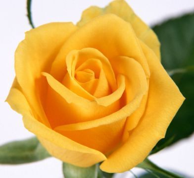 Gelb Rose Blumensamen zur Aussaat – Schnitt Blume beliebt – Traditionssorte & ohne Gentechnik Samen Hausgarten