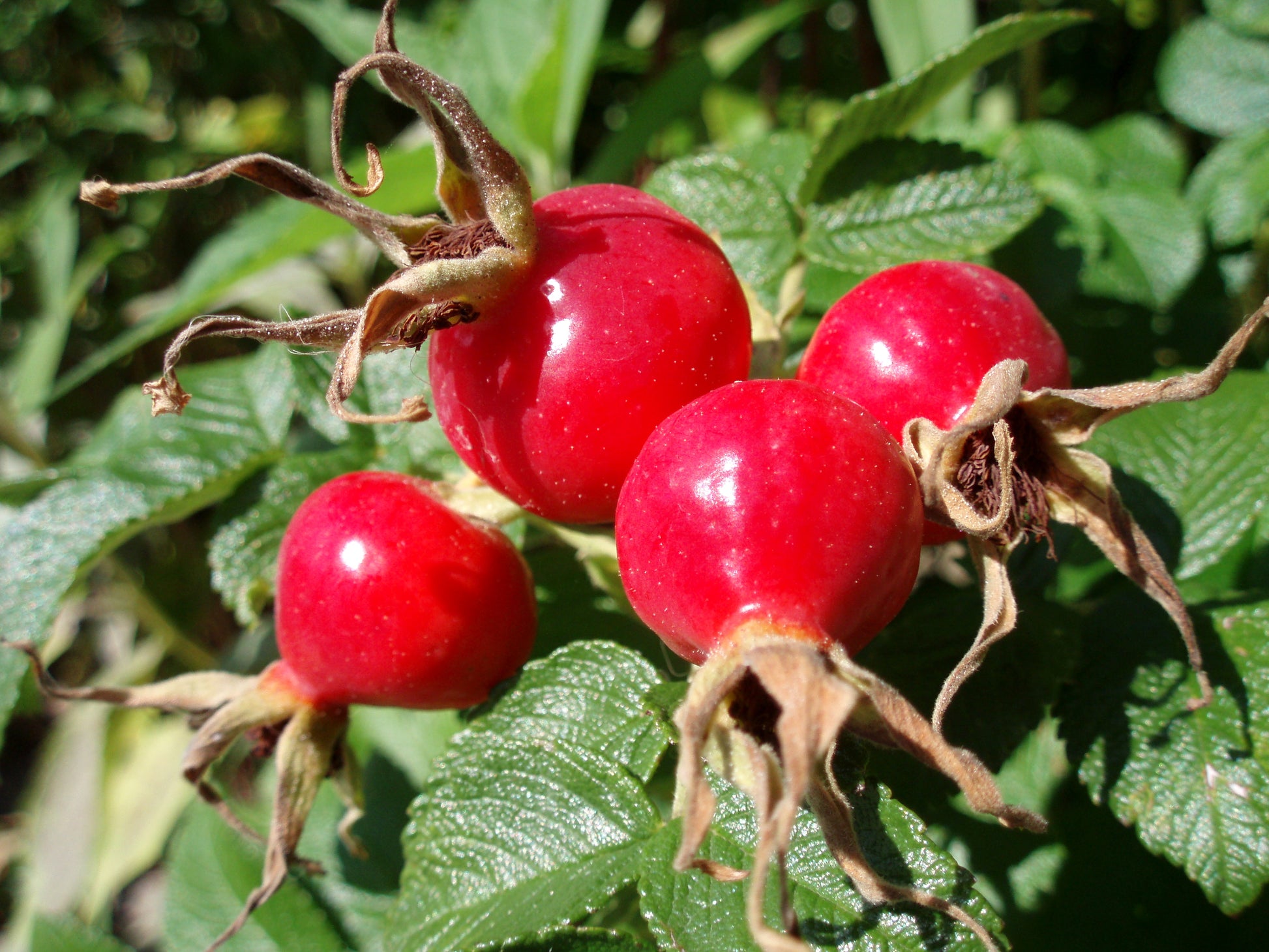 Rosehip Blumensamen zur Aussaat Wildblume Mischung Traditionssorte & ohne Gentechnik Samen Hausgarten