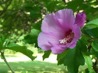 Sharon Hibiskus Blumensamen zur Aussaat leuchtend Blüten Traditionssorte & ohne Gentechnik Samen Hausgarten