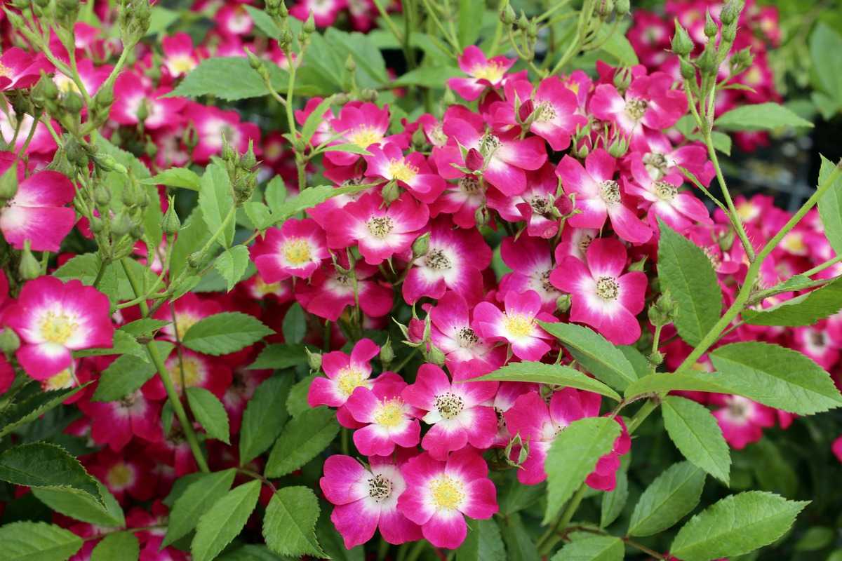 Rosa Nelke Cardinal Blumensamen zur Aussaat farbenfroh Schau Traditionssorte & ohne Gentechnik Samen Hausgarten
