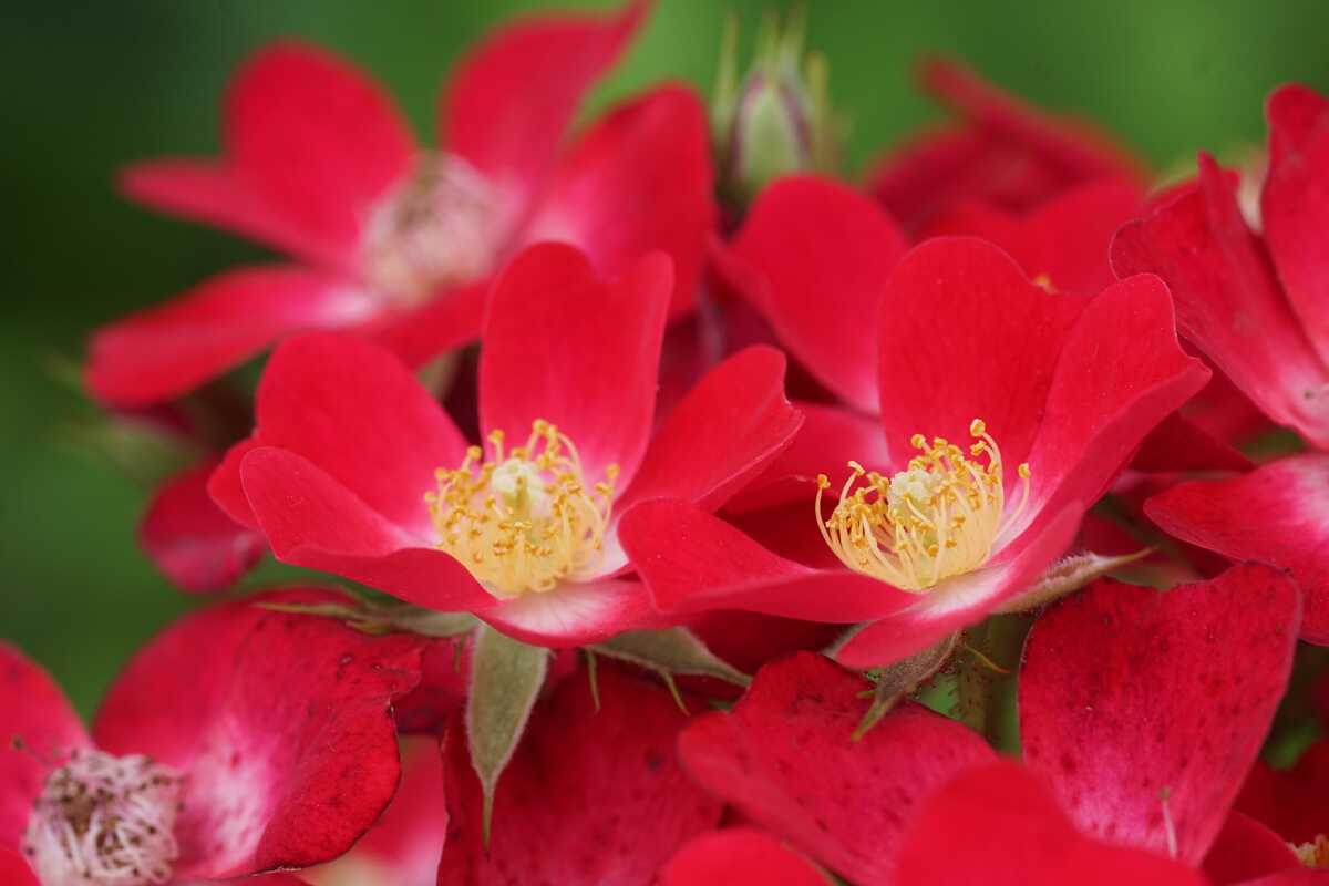 Rosa Nelke Cardinal Blumensamen zur Aussaat farbenfroh Schau Traditionssorte & ohne Gentechnik Samen Hausgarten