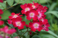 Rosa Nelke Cardinal Blumensamen zur Aussaat farbenfroh Schau Traditionssorte & ohne Gentechnik Samen Hausgarten