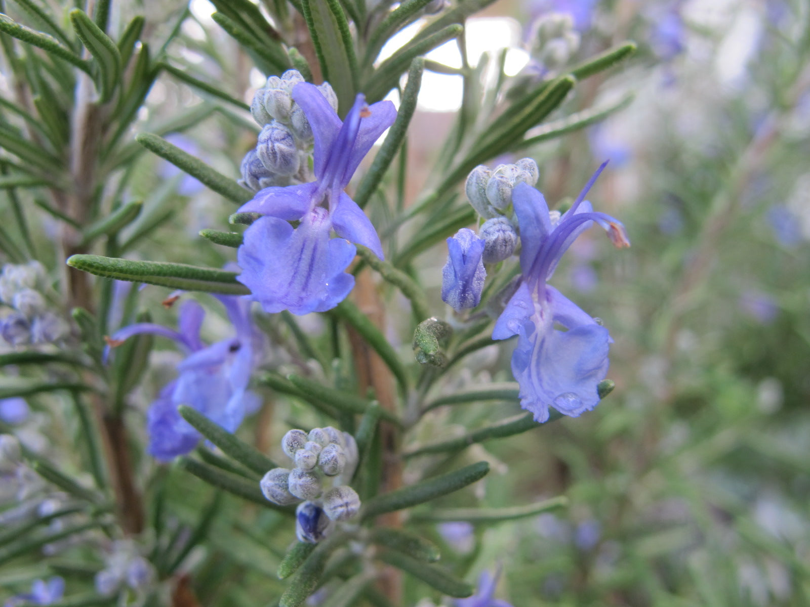 Lila Rosmarinus Blumensamen zur Aussaat – Bestäuber freundlich – Traditionssorte & ohne Gentechnik Samen Hausgarten