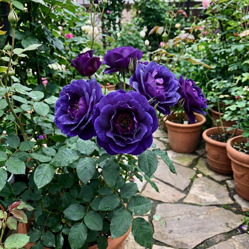 Semillas de rosa azul Blue Midnight