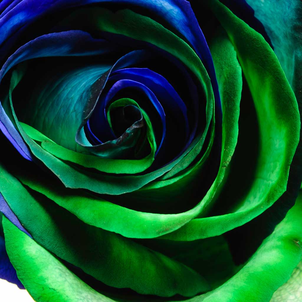 Blau grün rose blume samen for anpflanzung