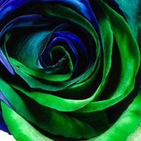 Blau grün rose blume samen for anpflanzung
