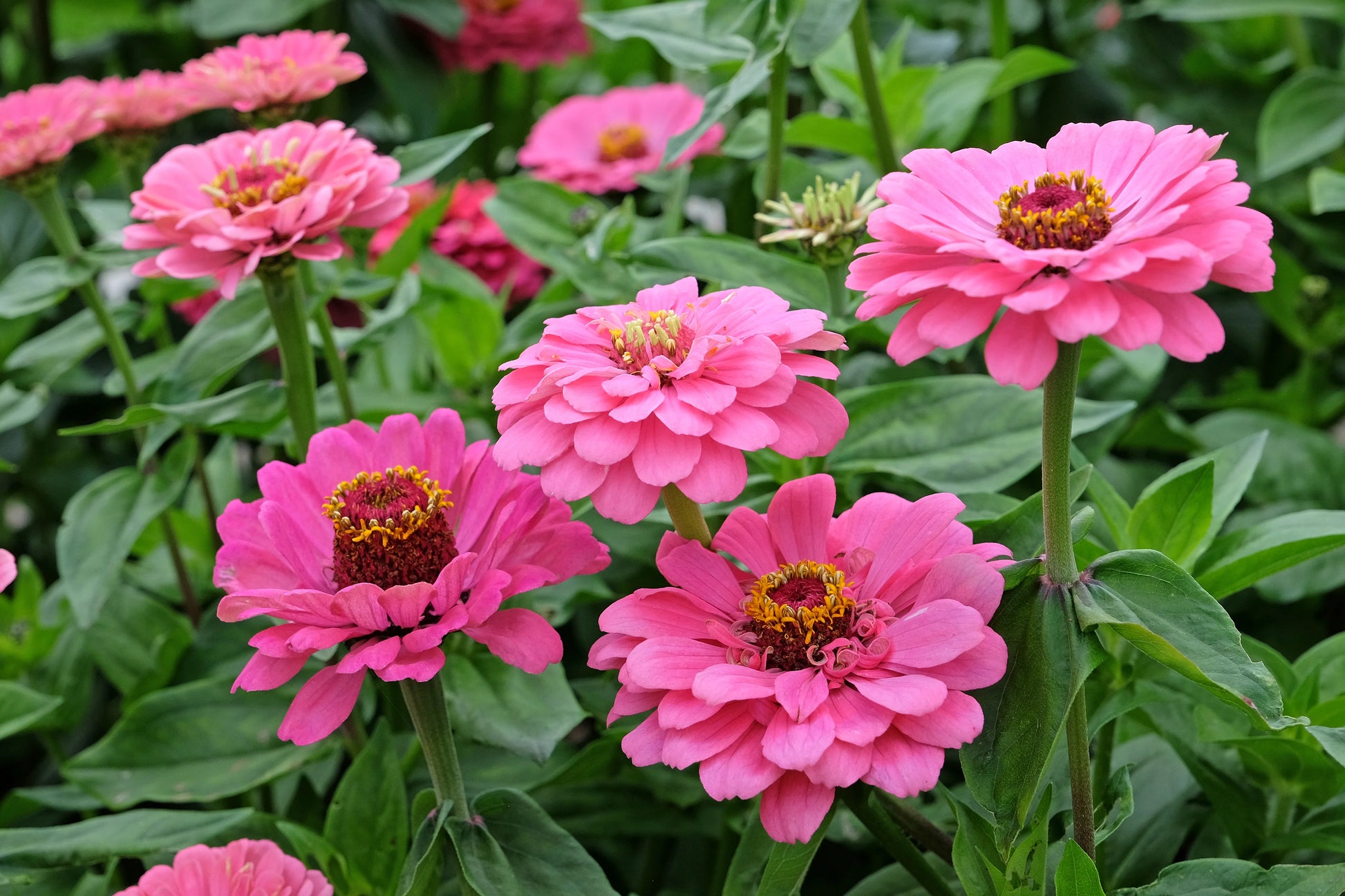 Rosa Zinnie Blumensamen zur Aussaat Bestäuber freundlich Traditionssorte & ohne Gentechnik Samen Hausgarten