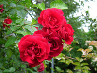 Kastanienrot Rot selten Rose Blumensamen zur Aussaat – hochwertige Qualitäts- Traditionssorte & ohne Gentechnik Samen Hausgarten