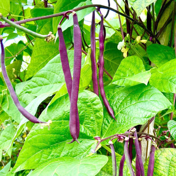 Green Violett Bean Samen - Planting Guide & Tips