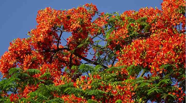 Rot Jacaranda Blumensamen zur Aussaat Wildblume Mischung Traditionssorte & ohne Gentechnik Samen Hausgarten