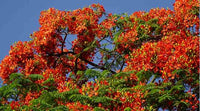 Rot Jacaranda Blumensamen zur Aussaat Wildblume Mischung Traditionssorte & ohne Gentechnik Samen Hausgarten