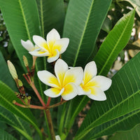 Perennial rubra samen for vibrant blooms