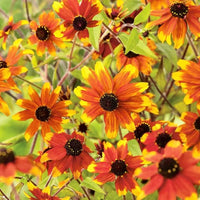 High germination rudbeckia triloba gelb samen