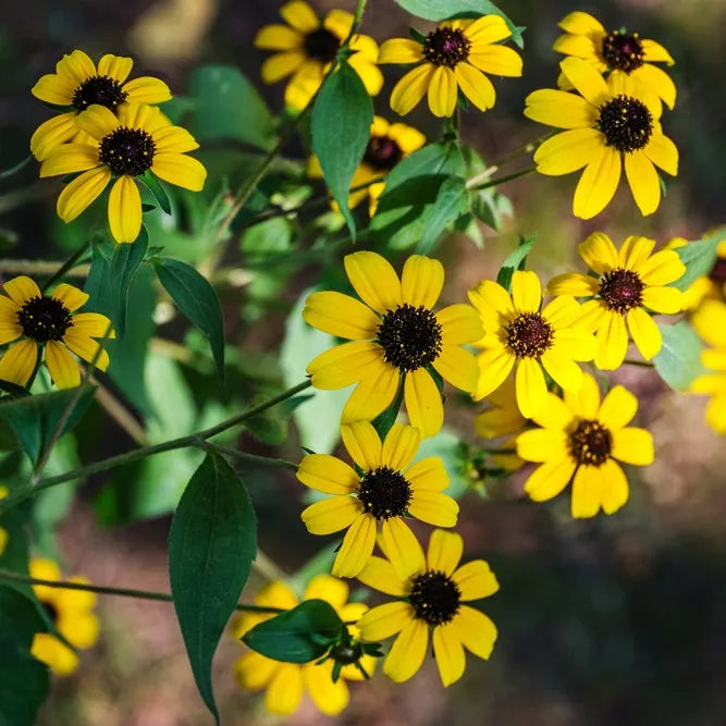 Non gmo gelb rudbeckia triloba samen