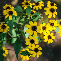 Non gmo gelb rudbeckia triloba samen