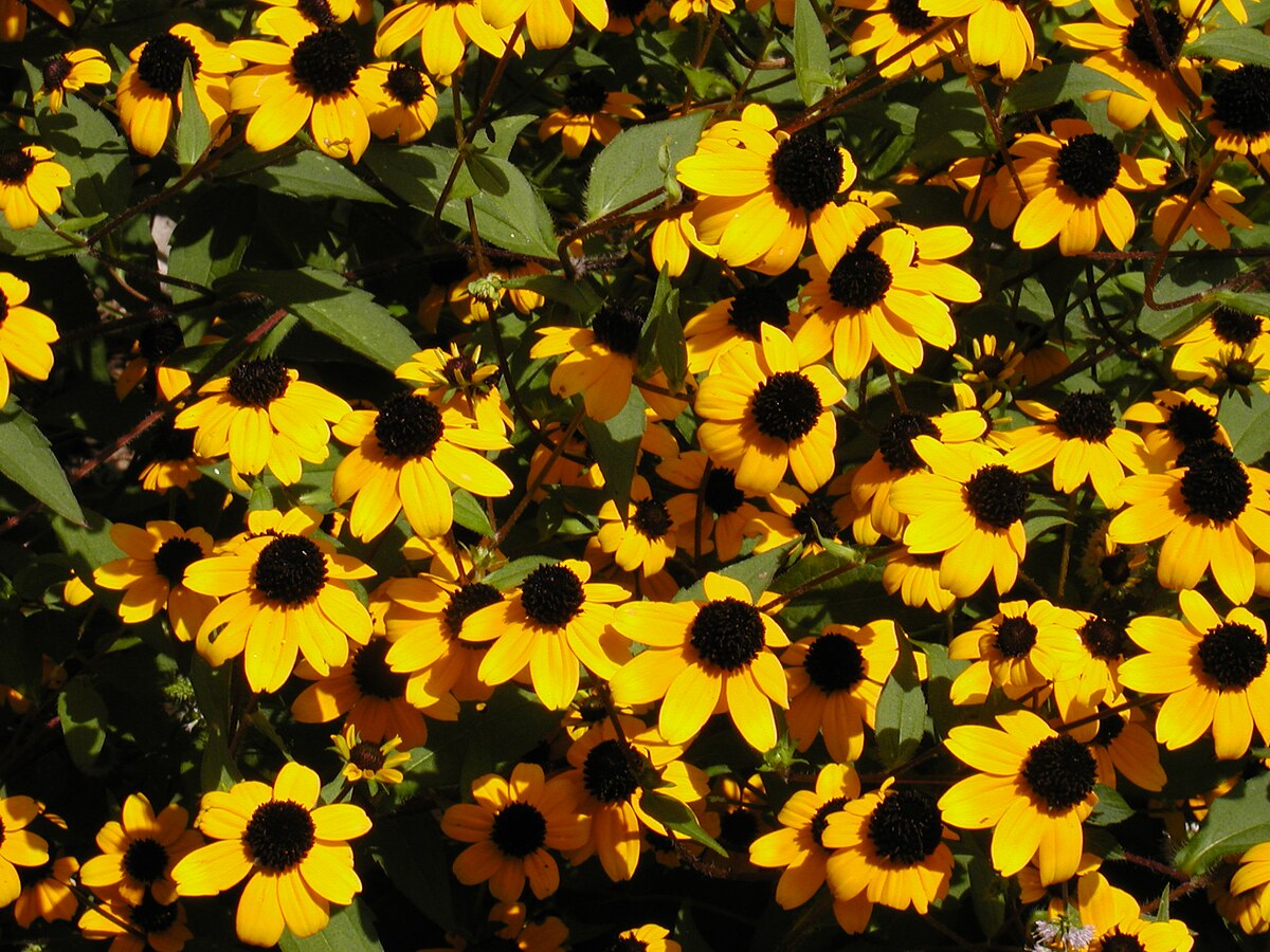 Ornamental rudbeckia triloba samen for landscapes