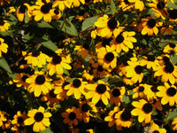 Ornamental rudbeckia triloba samen for landscapes