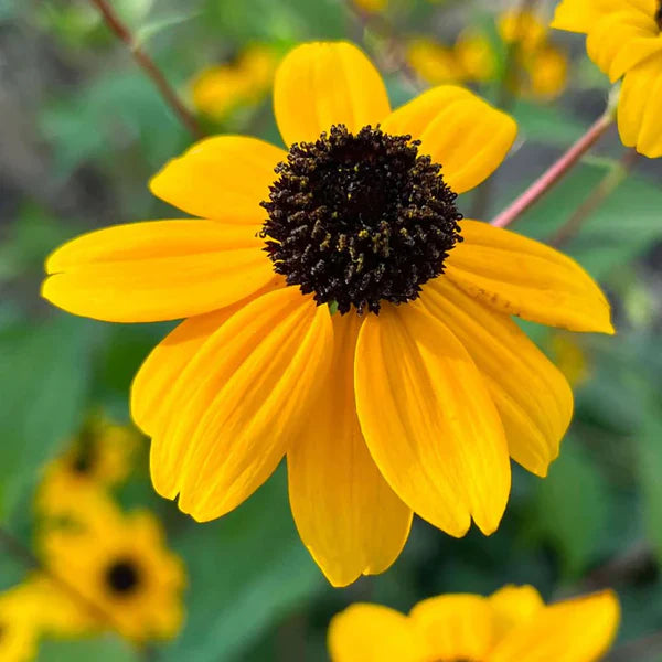 Gelb rudbeckia triloba samen for anpflanzung