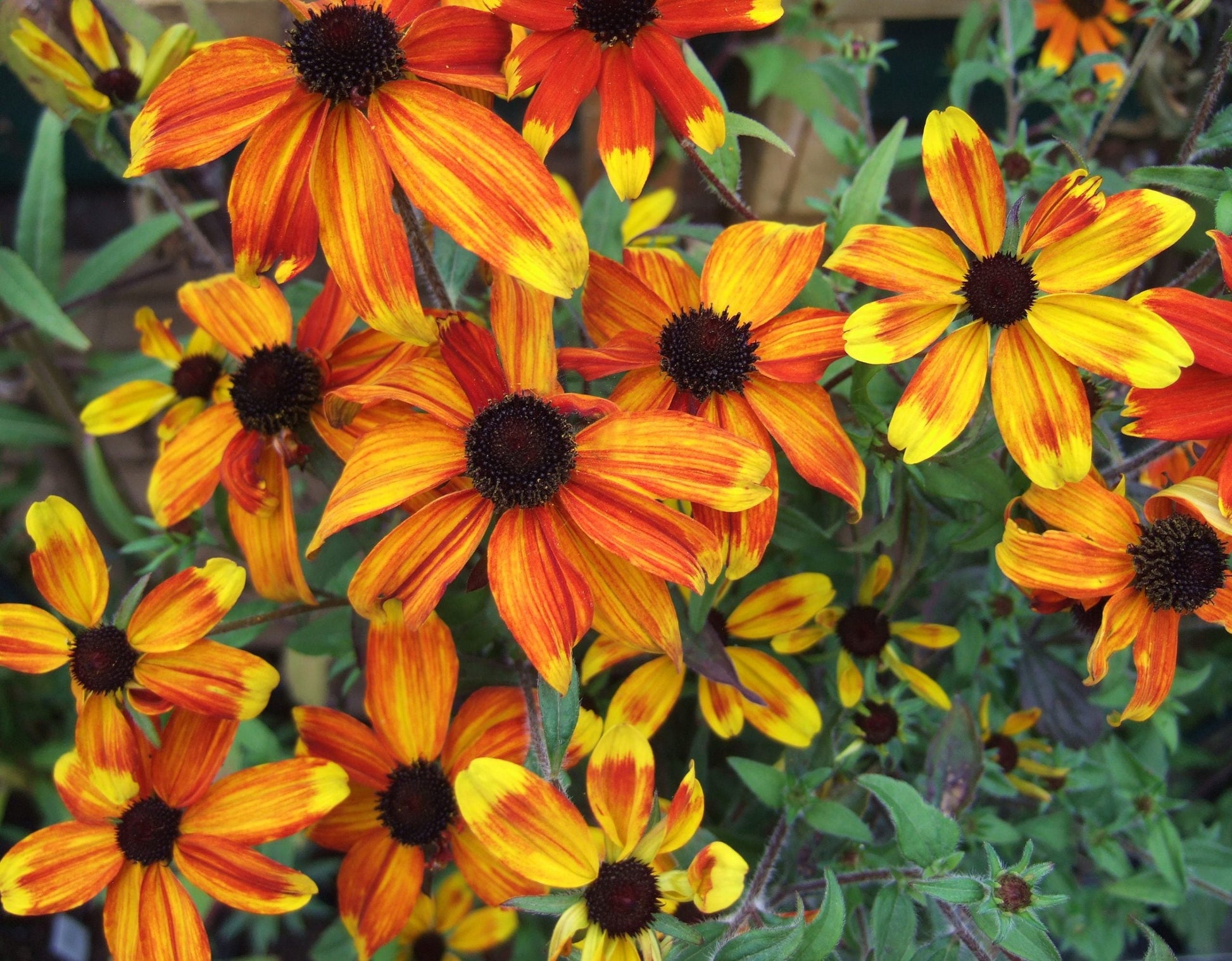 Gelb rudbeckia triloba flowering samen for gardens