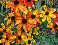 Gelb rudbeckia triloba flowering samen for gardens