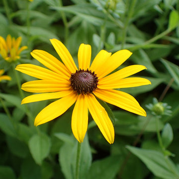 Schwarz Eyed Susan Samen zur Aussaat – leuchtend Blumensamen für Ihren Garten