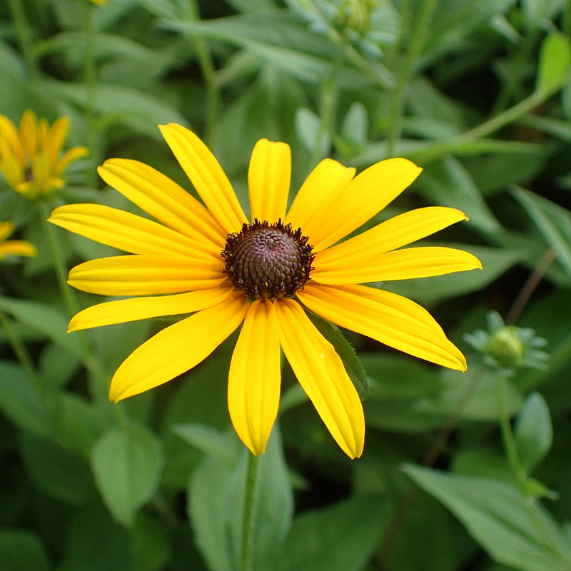 Schwarz Eyed Susan Samen zur Aussaat – leuchtend Blumensamen für Ihren Garten