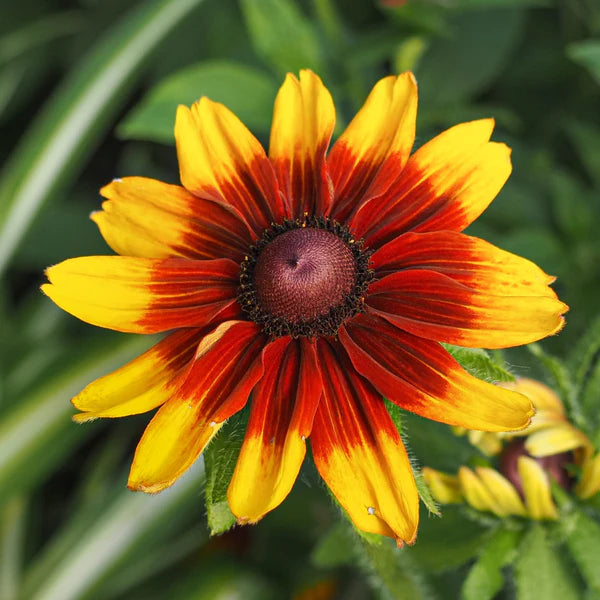 Orange Cappuccino Sonnenhut Blumensamen zur Aussaat – saisonal Dauerblüher – Traditionssorte & ohne Gentechnik Samen Hausgarten