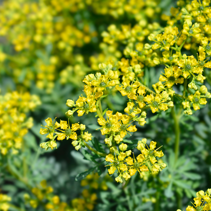 Ruta blume samen for anpflanzung premium quality heirloom & gmo free samen for home garten 
 
 sale for anpflanzung in home garten