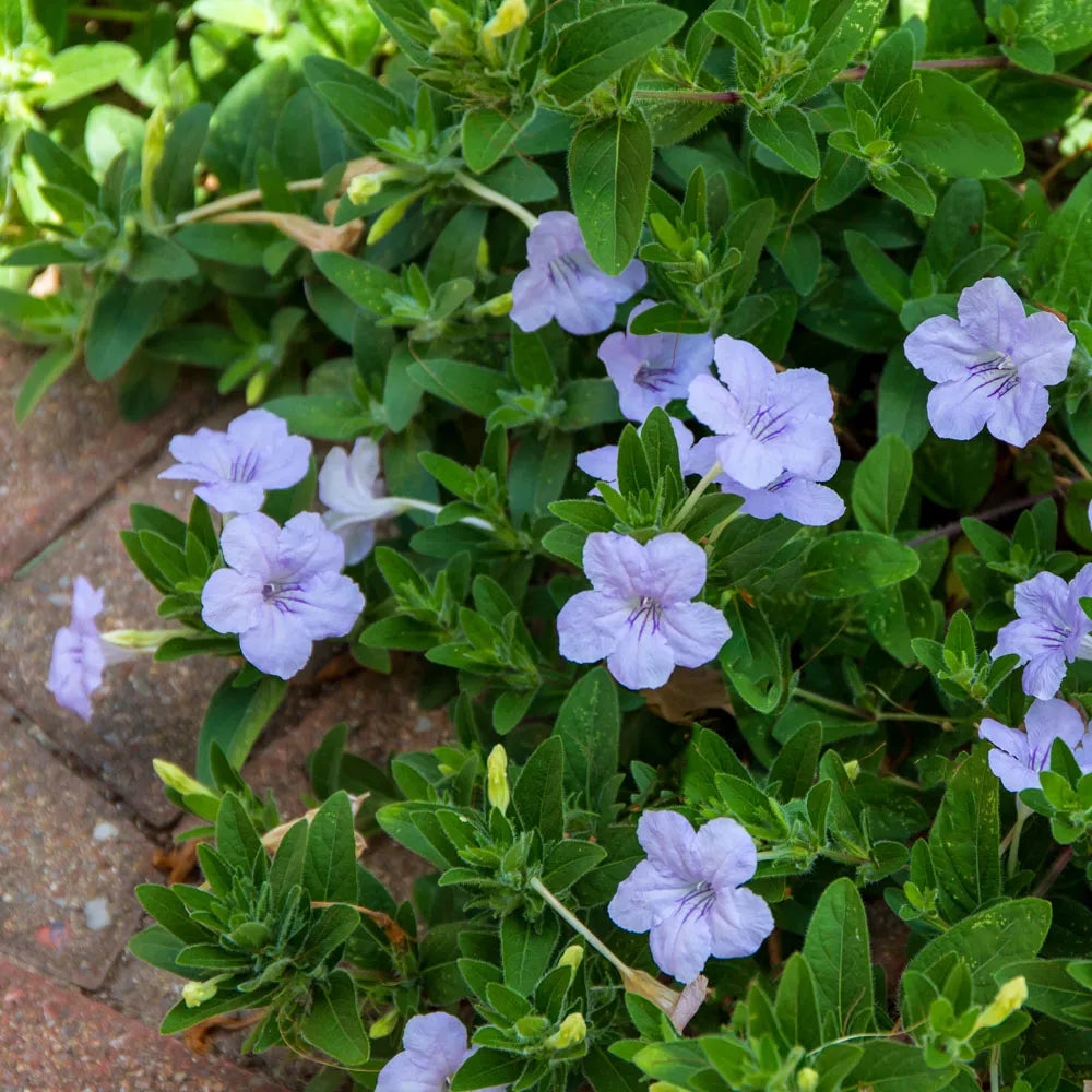 Ruellia Humillis Aussaat Blumensamen