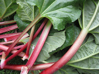 Ruibarbo Plant Samen for Gardening and Planting: Grow Your Own Delicious Rhubarb!