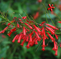 Russelia Blumensamen zur Aussaat sonnenliebend Traditionssorte & ohne Gentechnik Samen Hausgarten